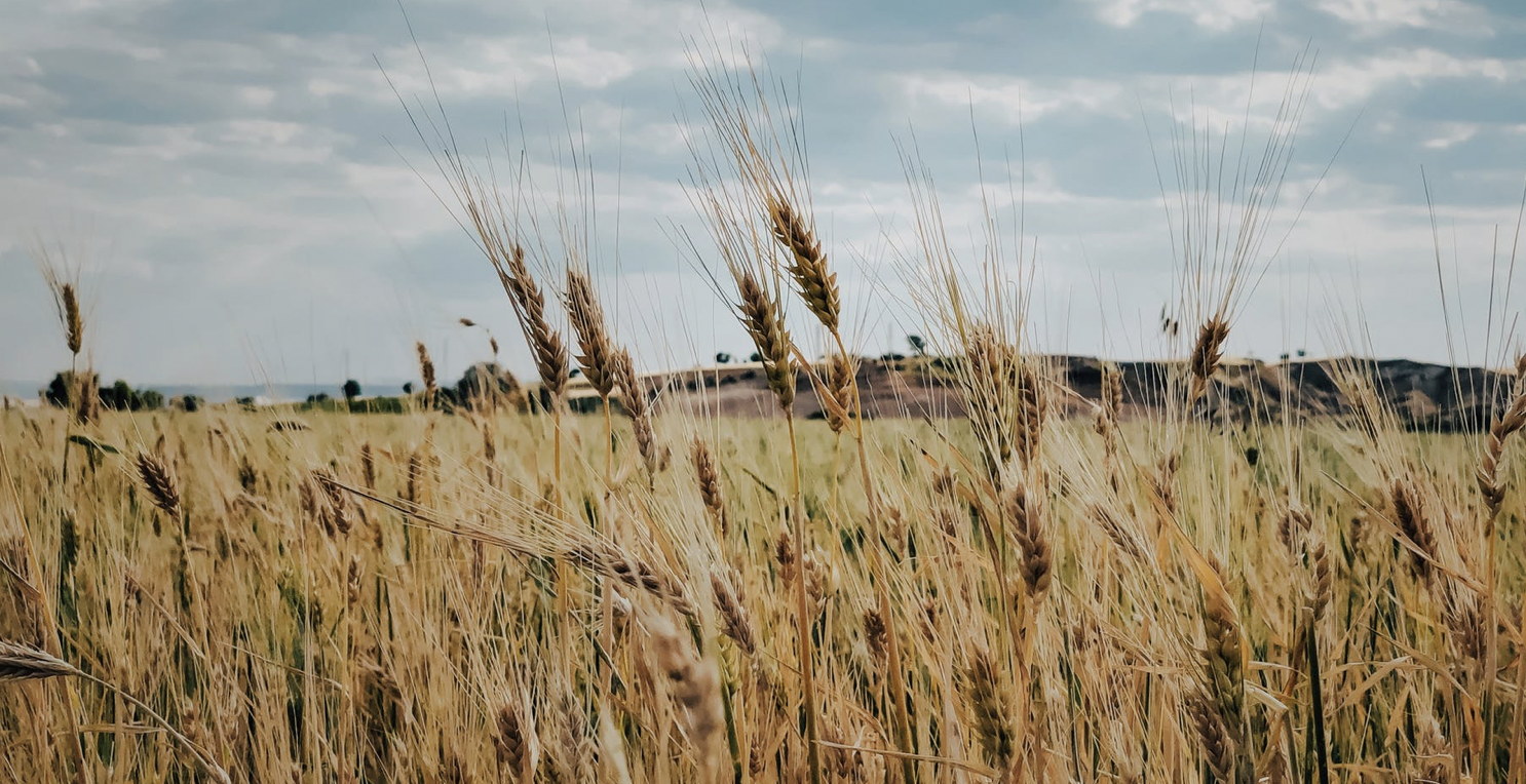 A wheat field with a beautiful blue sky full of white clouds.